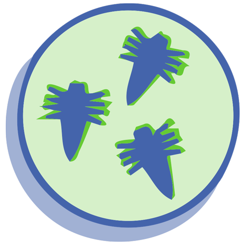 mites bacteria